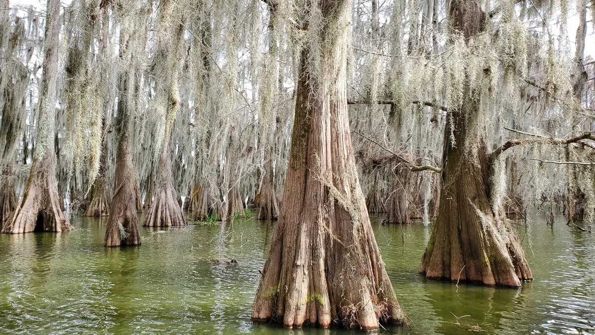 Louisiana landscape