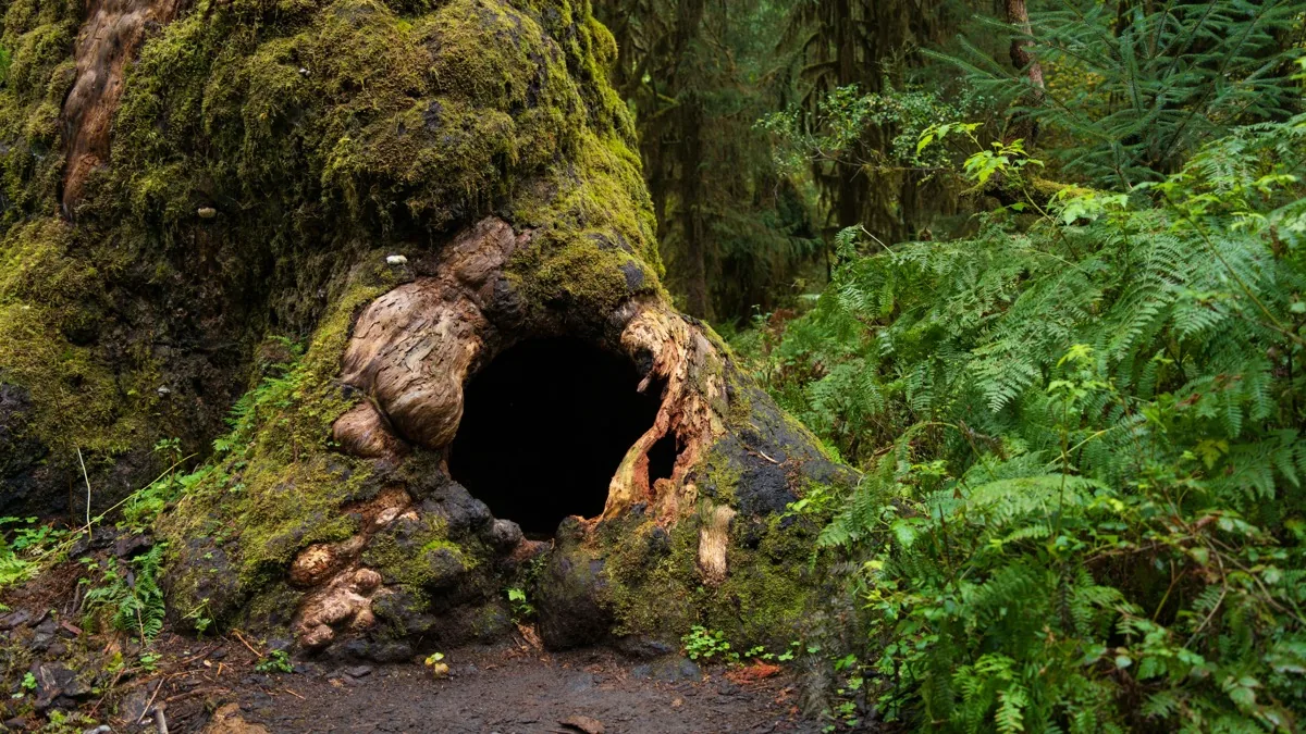 Washington landscape